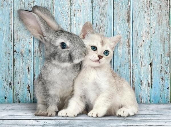 Puzzle 500 Compact Cat &amp; Bunny